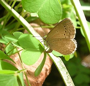 Lyc oviposit