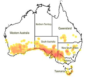 Map.Westringia rigida.jpg