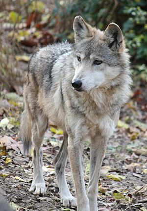 MexicanWolf CanisLupusBaileyi4