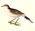 Mimus saturninus 1847