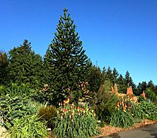 Monkey-Puzzle-kniphophiaBJones