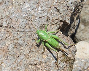 Mormon Cricket (8930235664)