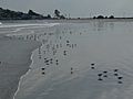 Nahant Beach P1110435