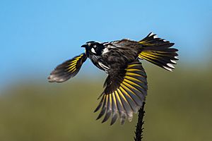 New Holland Honeyeater 1.jpg