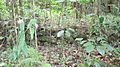 Oahu-Kahaluukalo-terrace-wall-saplings