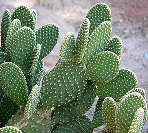 Opuntia microdasys 3.jpg