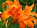 Orange Daylily