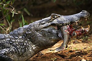 Pantanal caiman JF