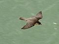 Peregrine off White Cliffs, Dover