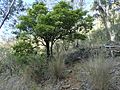 Pittosporum undulatum (habit)