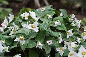 Pseudotrillium rivale.jpg