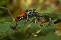 Ranitomeya reticulata.jpg