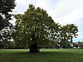 Ravenscourt Park 'baobab' Plane