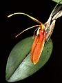 Restrepia cuprea Orchi 01