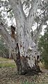 RiverRedGum Hay NSW