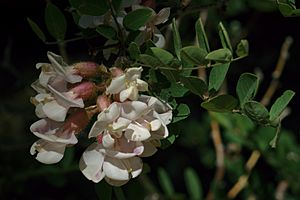 Robinia neomexicana1.jpg