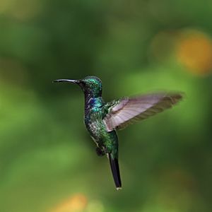 Sapphire-throated hummingbird (Lepidopyga coeruleogularis coeruleogularis) male in flight
