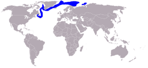 Sattelrobbe-Phoca groenlandica-World.png