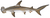 Scalloped hammerhead (Duane Raver).png