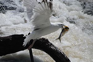 Seagull with herring