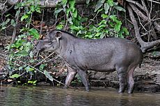 South American tapir (Tapirus terrestris)