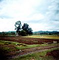 Sugar Cane Farm Sibalom