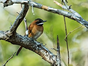 Synallaxis candei - White-whiskered Spinetail.jpg