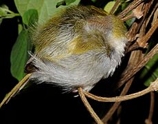 Tailorbird roosting