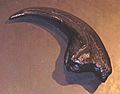 Torvosaurus claw NHM