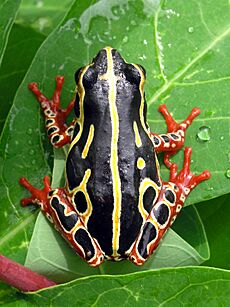 Tree frog congo