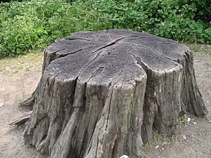 Tree stump1 30u06