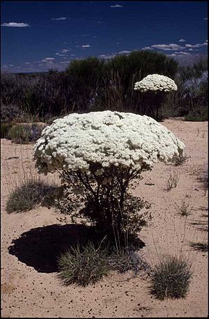 Verticordia brownii.jpg