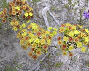 Verticordia subulata.jpg