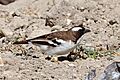White-browed sparrow-weaver (Plocepasser mahali melanorhynchus) male