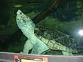 ZAAlligatorSnappingTurtle