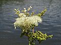 20140715Filipendula ulmaria