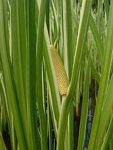 Acorus calamus1