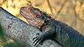 Adult male Australian Eastern Water Dragon in a tree