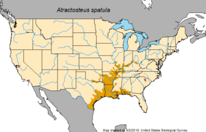 Alligator gar-range-Atractosteus spatula.png