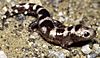 Marbled salamander