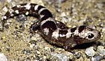 Ambystoma opacumPCSLXYB.jpg