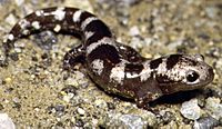 Ambystoma opacumPCSLXYB.jpg