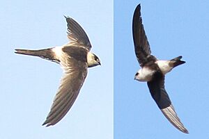 Andean Swift