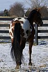 Appaloosa (DSC00229).jpg