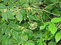 Aralia nudicaulis