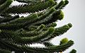 Araucaria araucana-branch