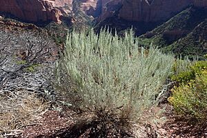 Artemisia tridentata kz12.jpg