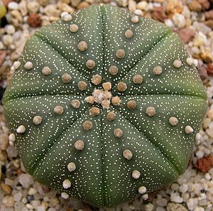 Astrophytum asterias1.jpg