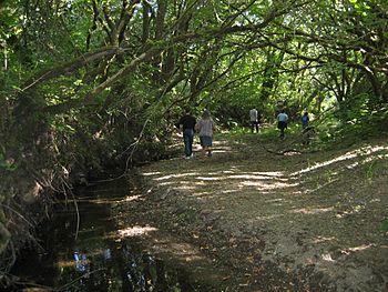 Atascadero Creek (681023243).jpg