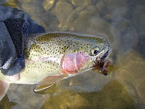 BigHoleRiverRainbowTrout